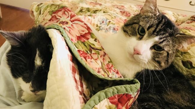 Un maestro estadounidense común gastó 19 mil dólares en un trasplante de riñón a un gato