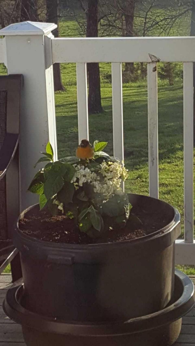 ¿Un niño o un biomaterial? Una mujer estadounidense ha publicado una foto de su hijo muerto ¿Un niño o un biomaterial? Una mujer estadounidense ha publicado una foto de su hijo muerto