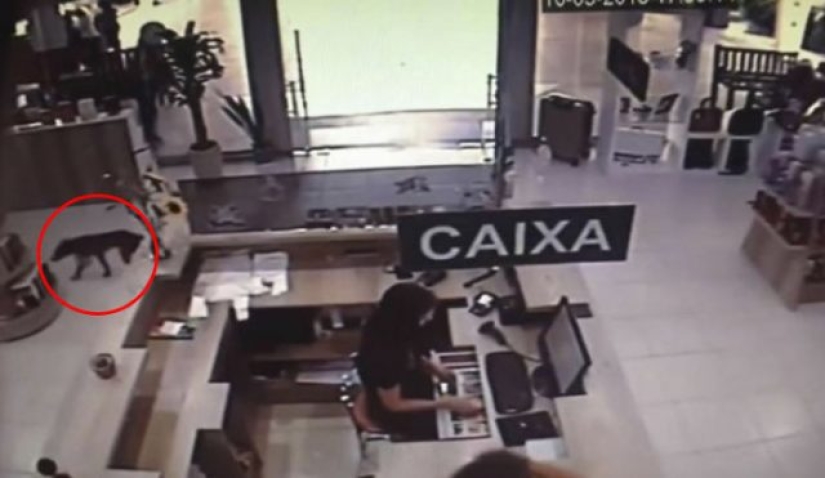 Un perro callejero roba un libro de una librería y se convierte en una celebridad
