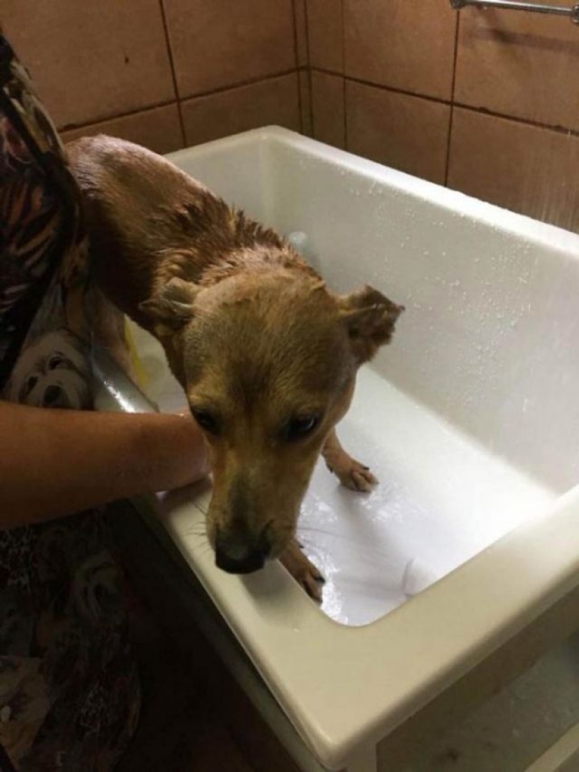 Un perro callejero roba un libro de una librería y se convierte en una celebridad