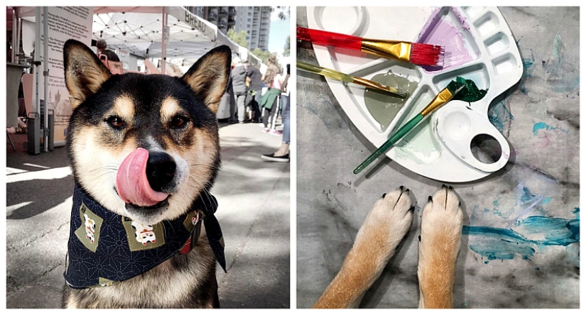 Un perro de la raza Shiba Inu dibuja y gana miles de dólares con él