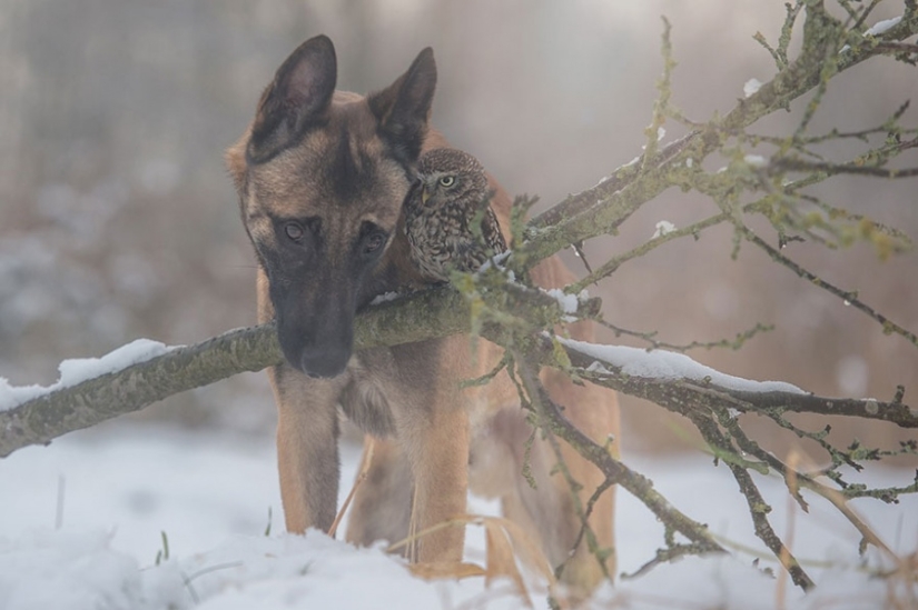 Un perro y un búho que no pueden vivir el uno sin el otro Un perro y un búho que no pueden vivir el uno sin el otro