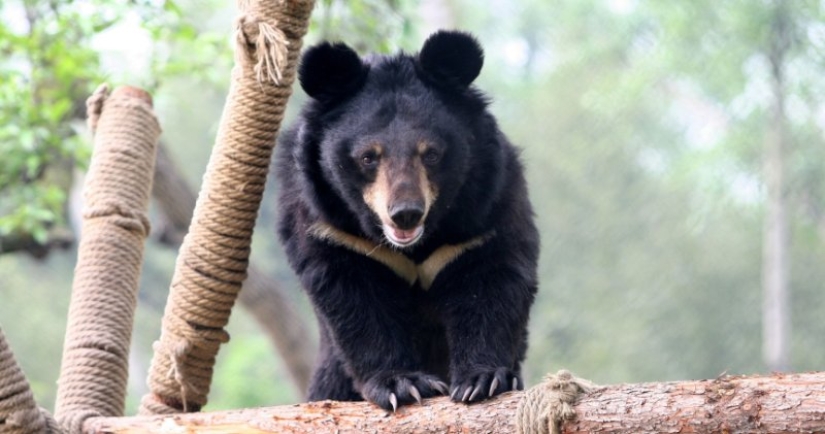 Un raro cachorro de oso fue vendido a una mujer china en lugar de a un perro Un raro cachorro de oso fue vendido a una mujer china en lugar de a un perro