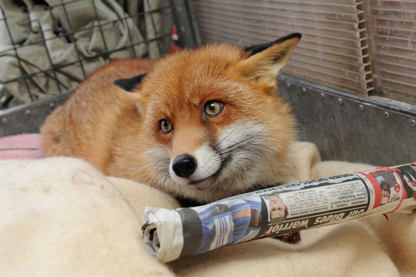 Un zorro que se considera un perro amo