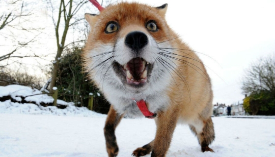 Un zorro que se considera un perro amo