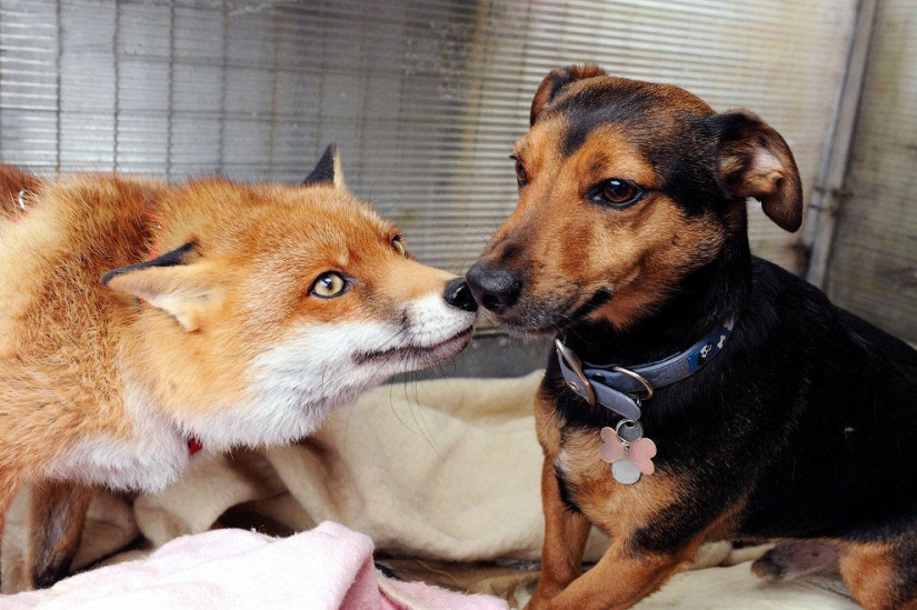 Un zorro que se considera un perro amo
