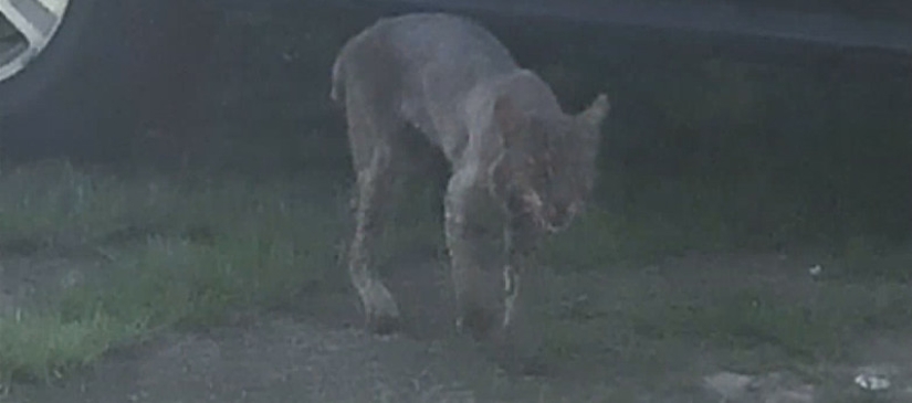 Una abuela estadounidense estranguló a un lince rabioso que la atacó con sus propias manos