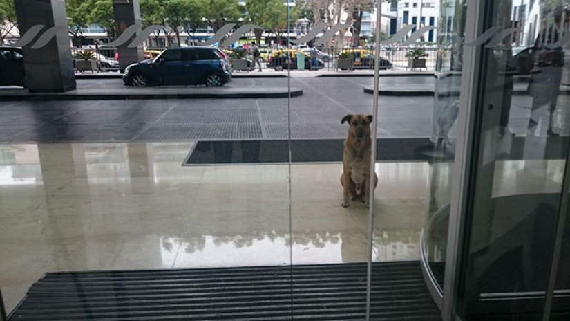 Una azafata protegió a un perro callejero que la encontraba cada vez cerca de un hotel en Buenos Aires