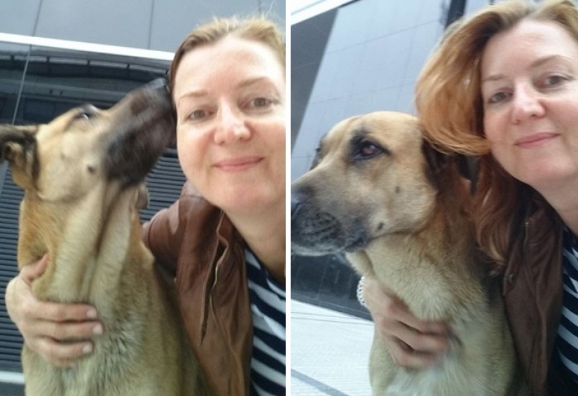 Una azafata protegió a un perro callejero que la encontraba cada vez cerca de un hotel en Buenos Aires