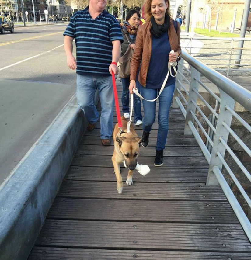 Una azafata protegió a un perro callejero que la encontraba cada vez cerca de un hotel en Buenos Aires