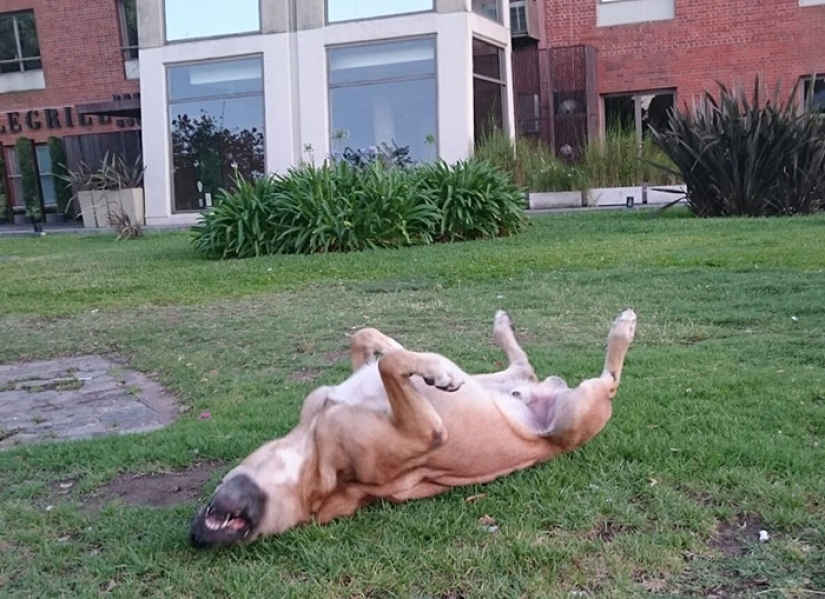 Una azafata protegió a un perro callejero que la encontraba cada vez cerca de un hotel en Buenos Aires