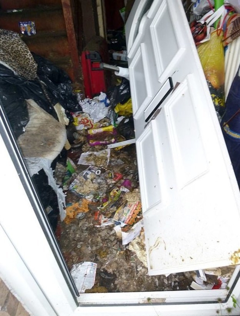 Una gatina británica fue enviada a prisión y se le prohibió tener animales de por vida después de lo que vio en su apartamento