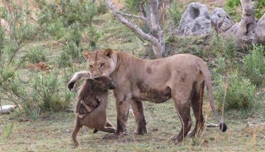 Una historia increíble que sorprende a muchos