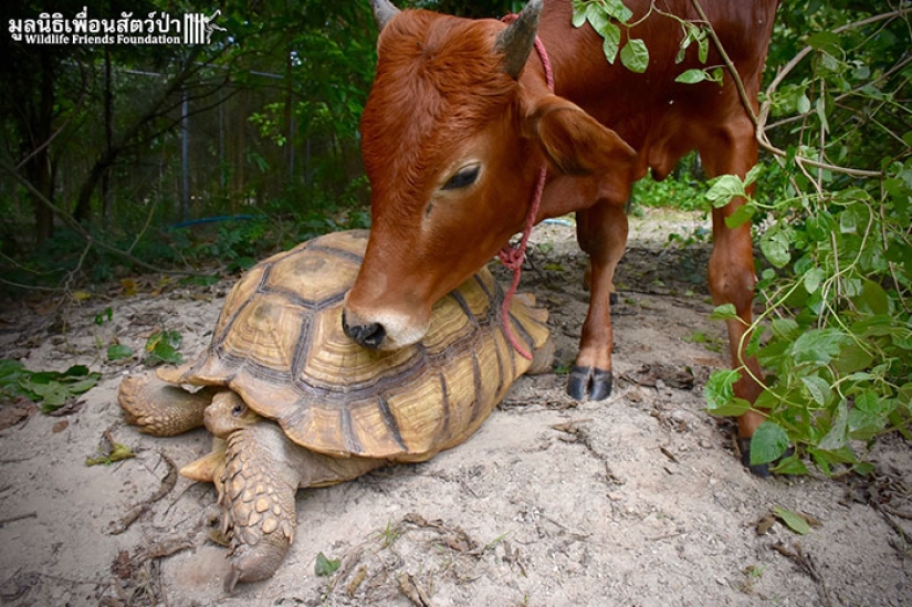 Una inusual amistad entre una tortuga gigante y una cría de tres patas Una inusual amistad entre una tortuga gigante y una cría de tres patas