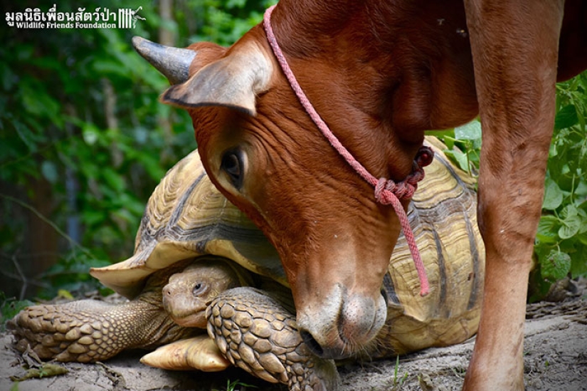 Una inusual amistad entre una tortuga gigante y una cría de tres patas Una inusual amistad entre una tortuga gigante y una cría de tres patas