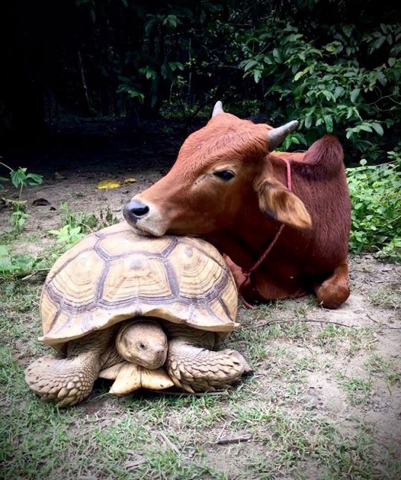 Una inusual amistad entre una tortuga gigante y una cría de tres patas Una inusual amistad entre una tortuga gigante y una cría de tres patas