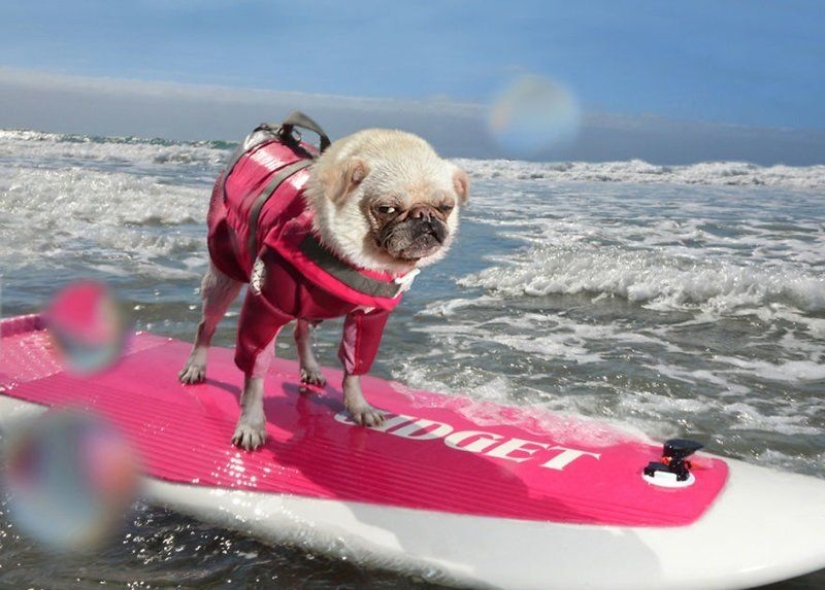 Una manera fácil de escapar de las penas es seguir al perro. Una manera fácil de escapar de las penas es seguir al perro.