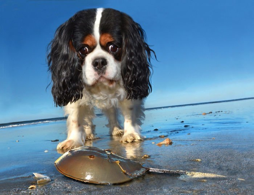 Una manera fácil de escapar de las penas es seguir al perro. Una manera fácil de escapar de las penas es seguir al perro.