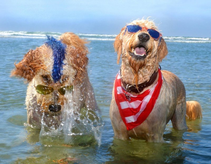 Una manera fácil de escapar de las penas es seguir al perro. Una manera fácil de escapar de las penas es seguir al perro.