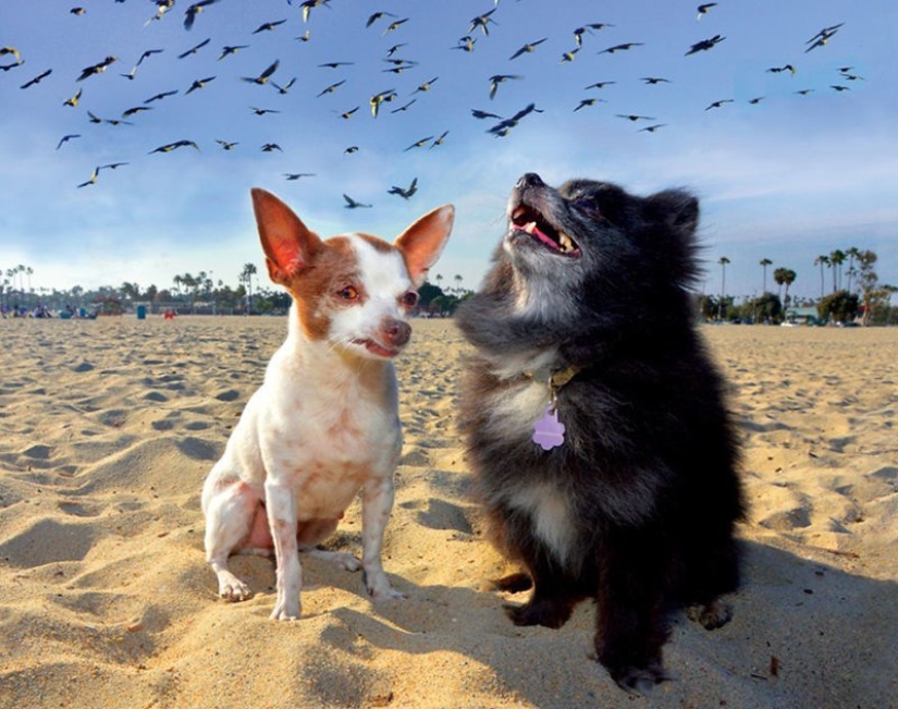 Una manera fácil de escapar de las penas es seguir al perro. Una manera fácil de escapar de las penas es seguir al perro.