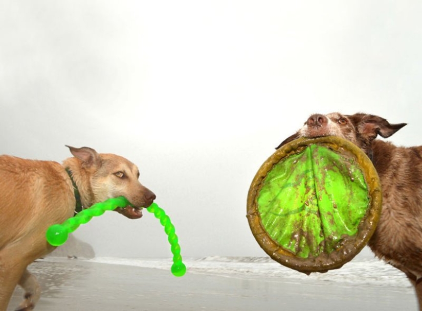 Una manera fácil de escapar de las penas es seguir al perro. Una manera fácil de escapar de las penas es seguir al perro.