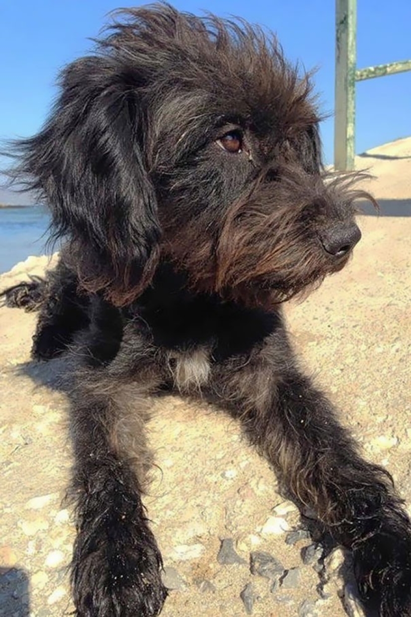 Una mujer tomó un perro callejero de Creta, que la salvó durante sus vacaciones Una mujer tomó un perro callejero de Creta, que la salvó durante sus vacaciones