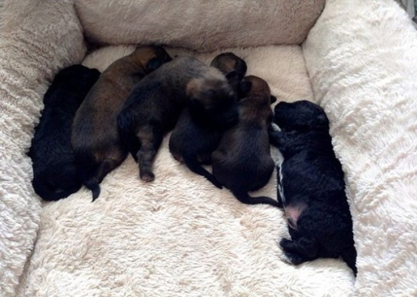 Una mujer tomó un perro callejero de Creta, que la salvó durante sus vacaciones Una mujer tomó un perro callejero de Creta, que la salvó durante sus vacaciones