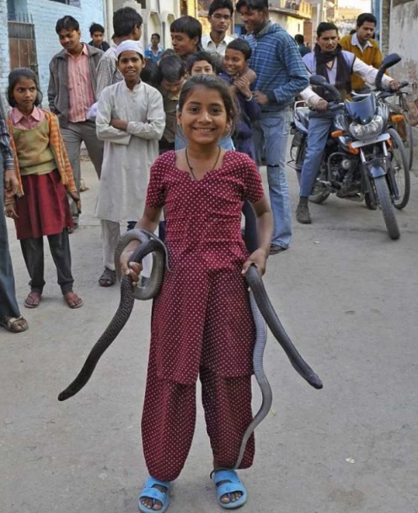 Una niña cobra de la India se lleva bien con serpientes peligrosas