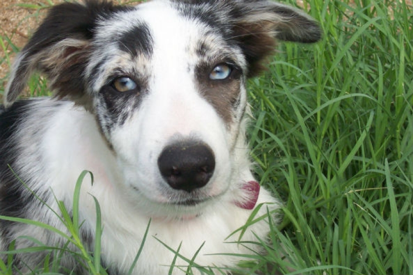 Una nueva tendencia medioambiental: Los gatos y los perros se están convirtiendo en veganos Una nueva tendencia medioambiental: Los gatos y los perros se están convirtiendo en veganos