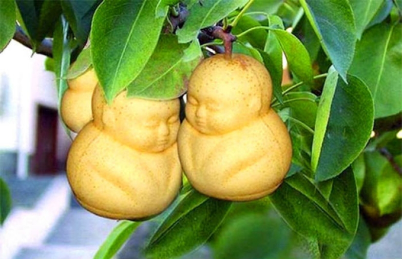 Una pera en forma de Buda y otras verduras y frutas de formas extrañas
