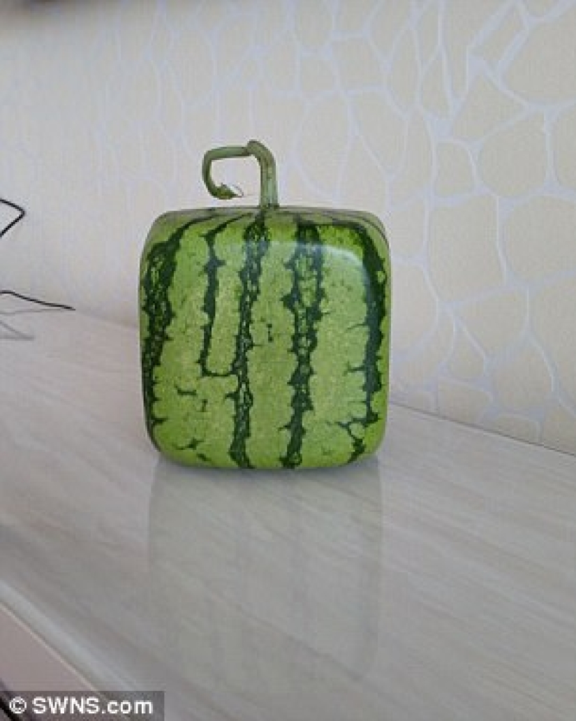Una pera en forma de Buda y otras verduras y frutas de formas extrañas