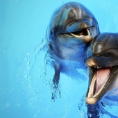 Unexpected facts about dolphins Unexpected facts about dolphins