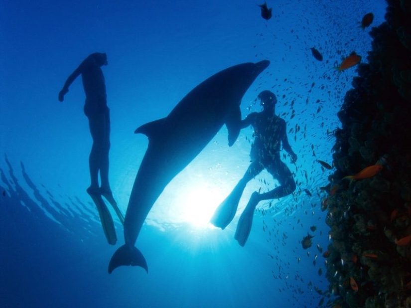 Unexpected facts about dolphins Unexpected facts about dolphins