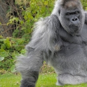 Uno de los gorilas más viejos murió en su propia mansión con calefacción y TV