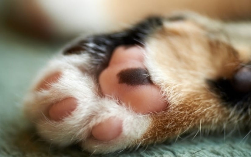 Ural deputies supported the bill banning "soft paws" in seals Ural deputies supported the bill banning "soft paws" in seals