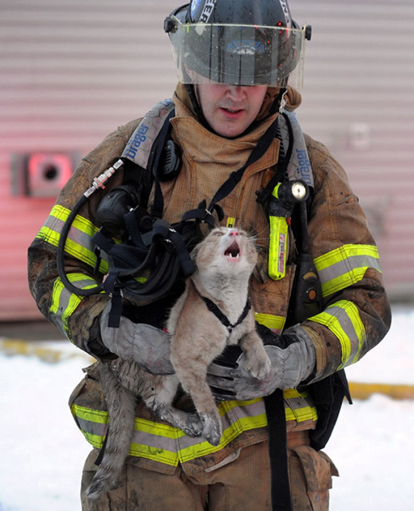Valientes bomberos que arriesgaron sus vidas para salvar animales Valientes bomberos que arriesgaron sus vidas para salvar animales