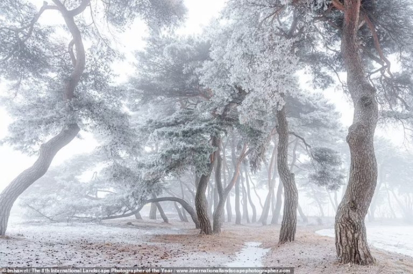 Valles brumosos, bosques mágicos y tormentas monstruosas: se anuncian los ganadores del Increíble Fotógrafo Internacional de Paisajes del Año 2021