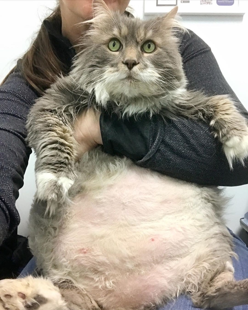 Very fat cat Wilford — almost 13 kilos of cute in search of a new home Very fat cat Wilford — almost 13 kilos of cute in search of a new home