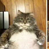 Very fat cat Wilford — almost 13 kilos of cute in search of a new home
