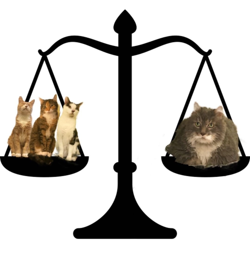 Very fat cat Wilford — almost 13 kilos of cute in search of a new home Very fat cat Wilford — almost 13 kilos of cute in search of a new home