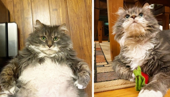 Very fat cat Wilford — almost 13 kilos of cute in search of a new home