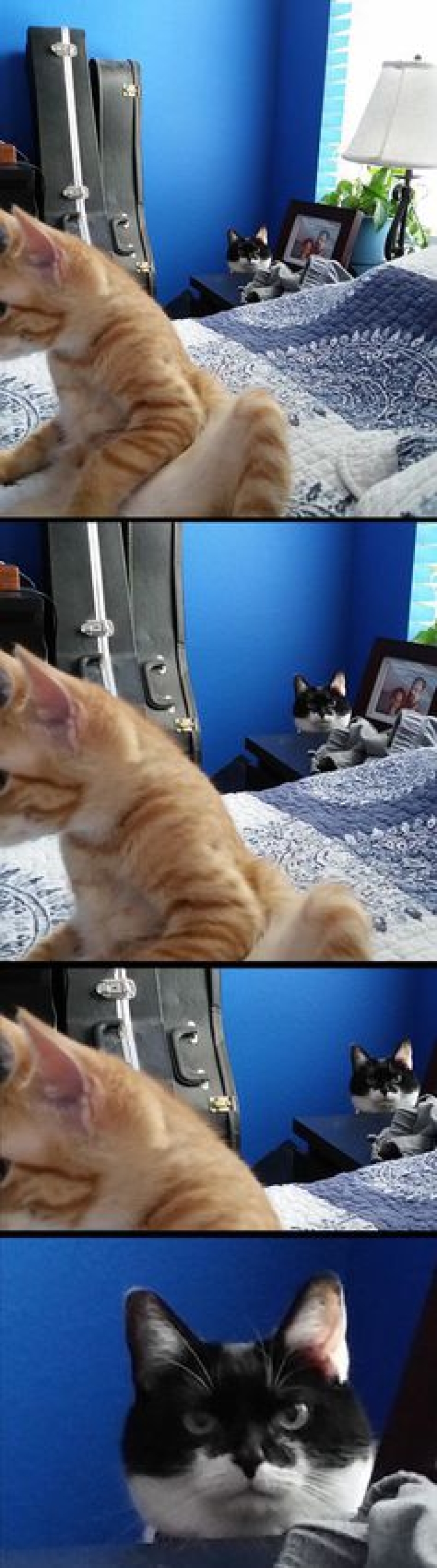 Vicious cats that seem to be plotting the murder of their master Vicious cats that seem to be plotting the murder of their master