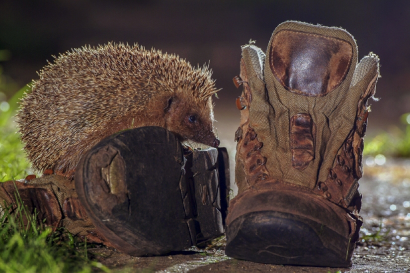 Vida salvaje en una gran ciudad Vida salvaje en una gran ciudad