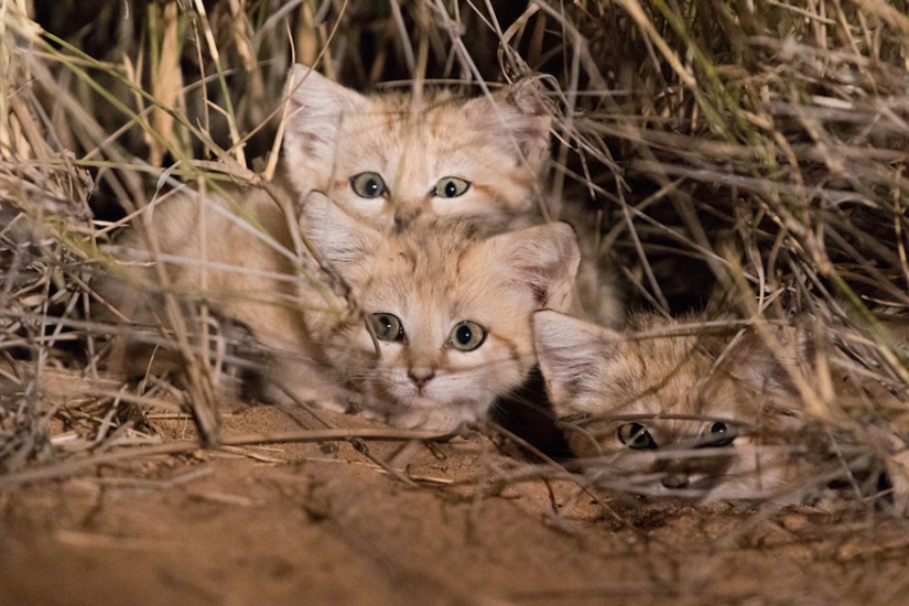 "Vimos tres pares de ojos brillantes": los científicos lograron fotografiar por primera vez a los gatitos de un gato de dunas "Vimos tres pares de ojos brillantes": los científicos lograron fotografiar por primera vez a los gatitos de un gato de dunas