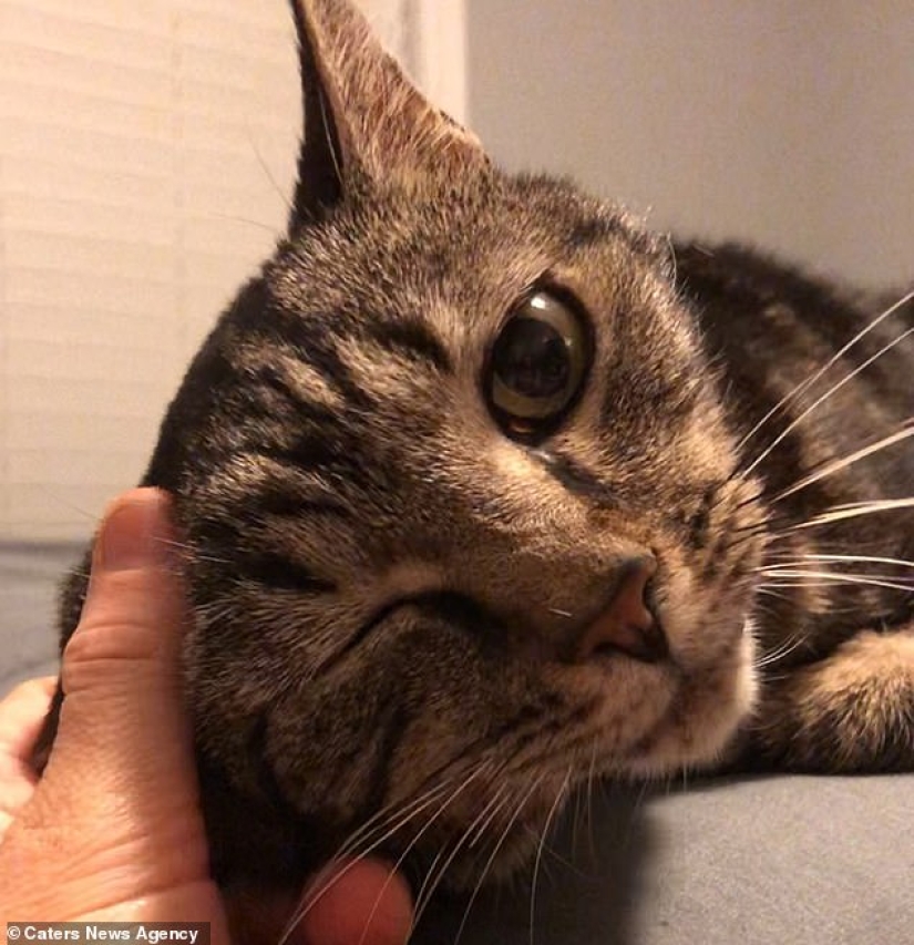 "Wait for me and I'll be back": a missing cat met its owner after 13 years of separation