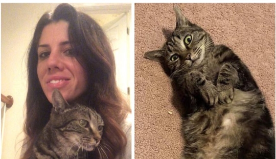 "Wait for me and I'll be back": a missing cat met its owner after 13 years of separation "Wait for me and I'll be back": a missing cat met its owner after 13 years of separation