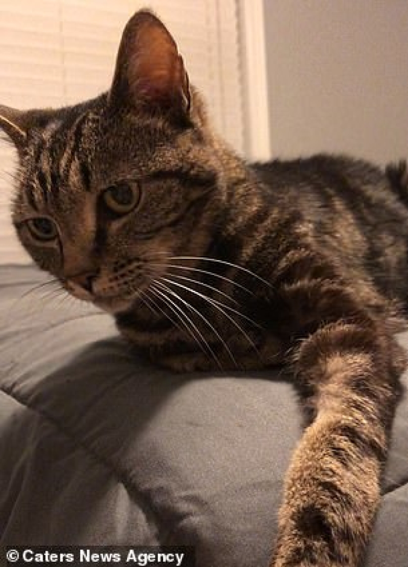 "Wait for me and I'll be back": a missing cat met its owner after 13 years of separation