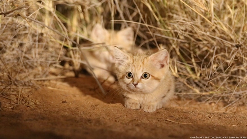 "We saw three pairs of glowing eyes": scientists for the first time managed to photograph the kittens of a dune cat