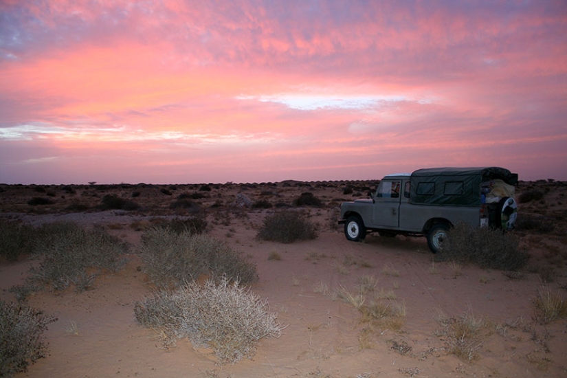 "We saw three pairs of glowing eyes": scientists for the first time managed to photograph the kittens of a dune cat