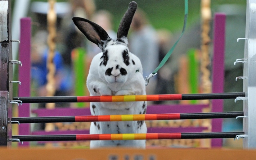 Weird and amazing facts about Japan Weird and amazing facts about Japan